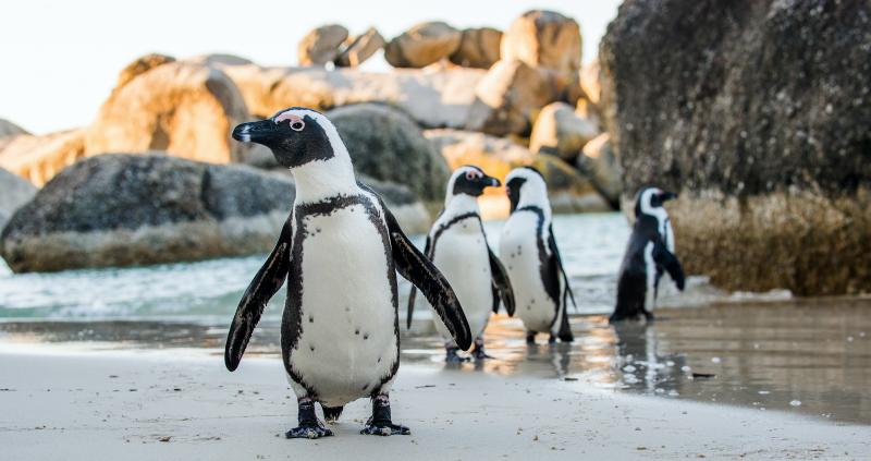 BOULDERS BEACH