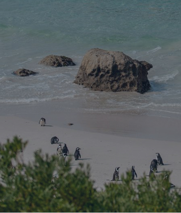 BOULDERS BEACH