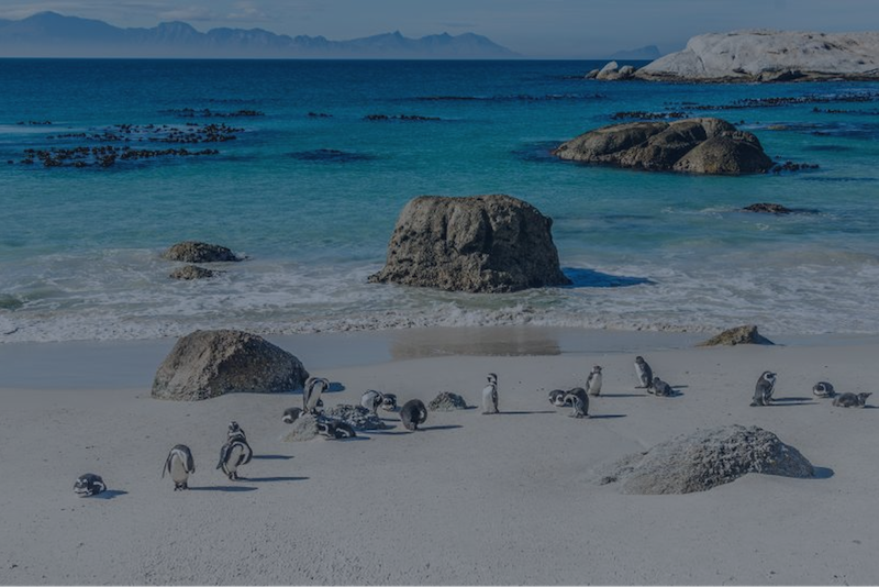 BOULDERS BEACH